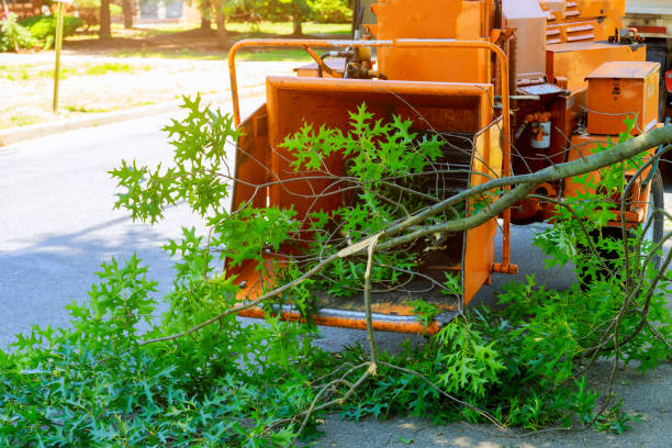 Best Tree Trimming Near Me  in Woonsocket, RI